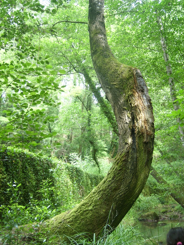 arbre courbé