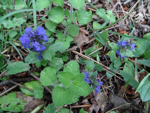 fleurs bleues