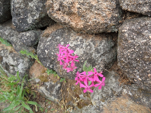 fleurs roses