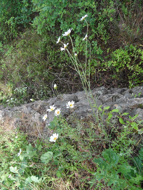 marguerite