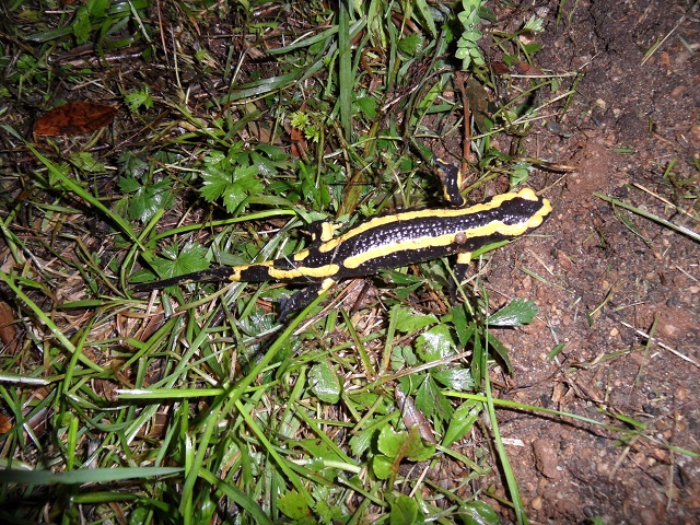 salamandre 2